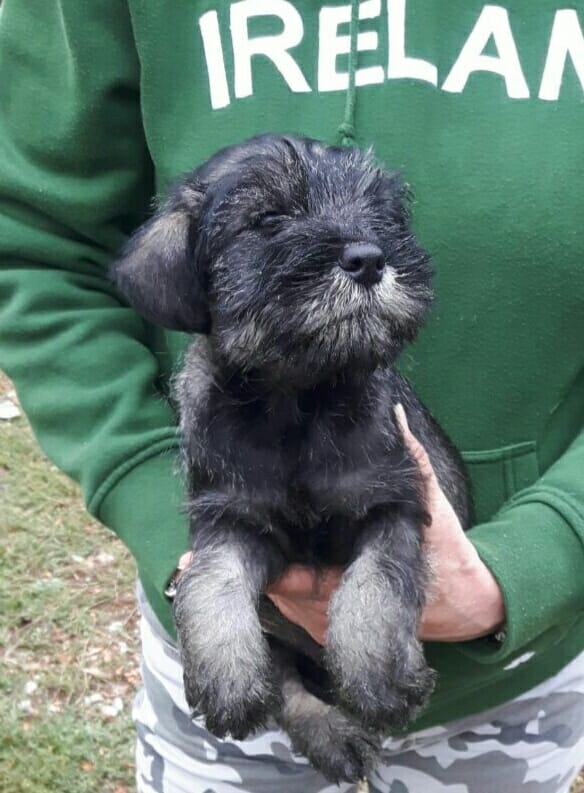 cuccioli di schnauzer medi pepe e sale