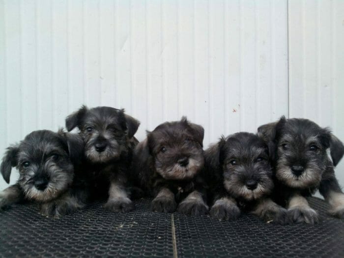 cuccioli di schnauzer nani pepe e sale