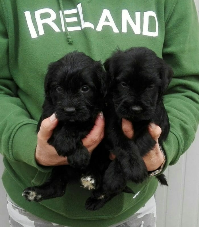 cuccioli di schnauzer medi neri