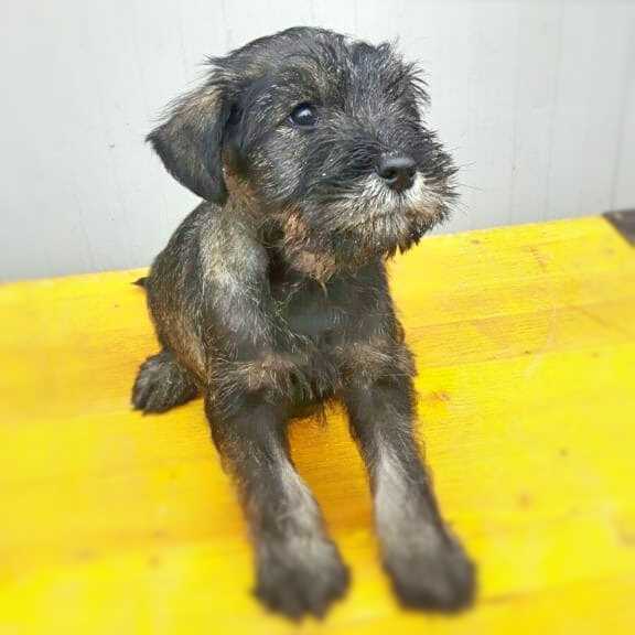 toelettatura allevamento della cirenaica