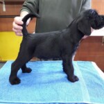 cuccioli di schnauzer giganti neri - reggio emilia