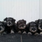 cuccioli di schnauzer nani pepe e sale