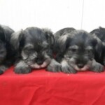 allevamento vendita cuccioli di schnauzer tre taglie neri pepe e sale-allevamento della cirenaica