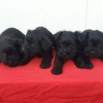 allevamento cuccioli di schnauzer neri vendita - allevamento della cirenaica