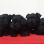 cucioli di schnauzer allevamento della cirenaica - reggio emilia