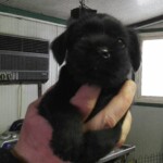 cuccioli di schnauzer nani neri