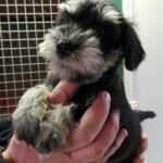 cuccioli di schnauzer nani nero argento